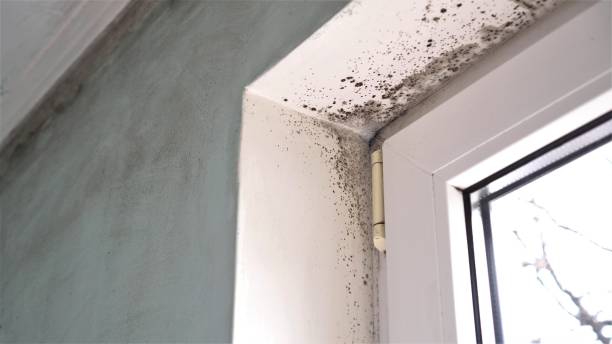Best Mold Damage Repair  in Crooked Lake Park, FL