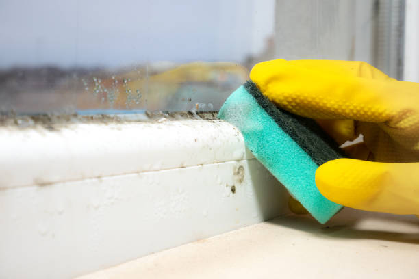 Trusted Crooked Lake Park, FL Mold Removal Experts