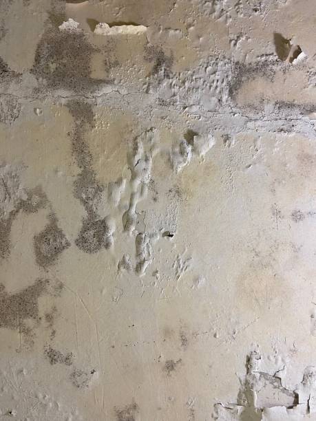 Best Mold Remediation  in Crooked Lake Park, FL