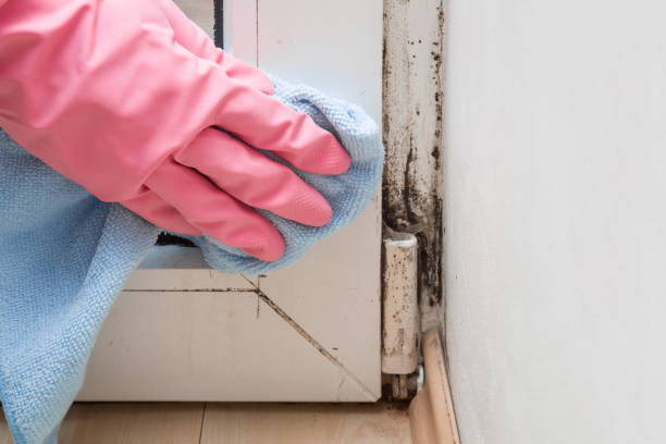 Best Same-Day Mold Removal  in Crooked Lake Park, FL